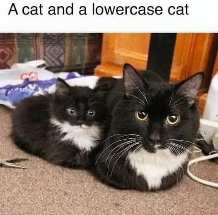 Two black and white cats, one adult and one kitten, sitting closely together on a carpet in a cozy room.