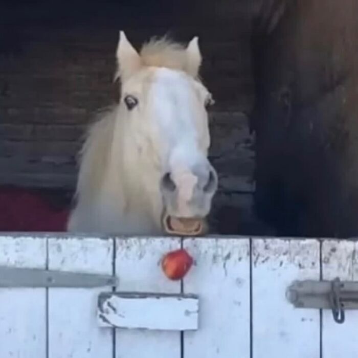 Horse with a surprised expression looking over a white wooden fence with an apple hanging in front in a chaotic animal pic