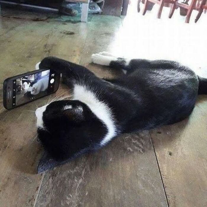Black and white cat lying on wooden floor taking a selfie with a smartphone in a cute and wholesome moment.
