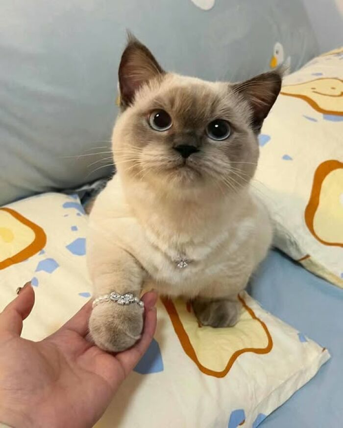Adorable cat wearing jewelry on its paw and collar, gently holding a person's hand on a colorful bed.