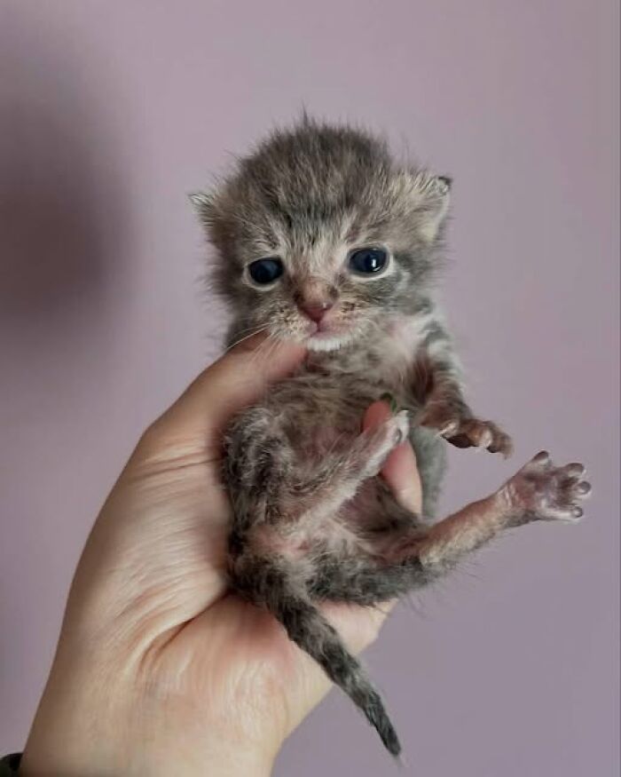 Tiny adorable kitten with big eyes held gently in a hand, showcasing one of the most adorable cat pics.