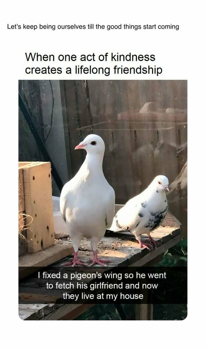 Two pigeons on a wooden surface illustrating an act of kindness and heartwarming friendship in a peaceful setting.