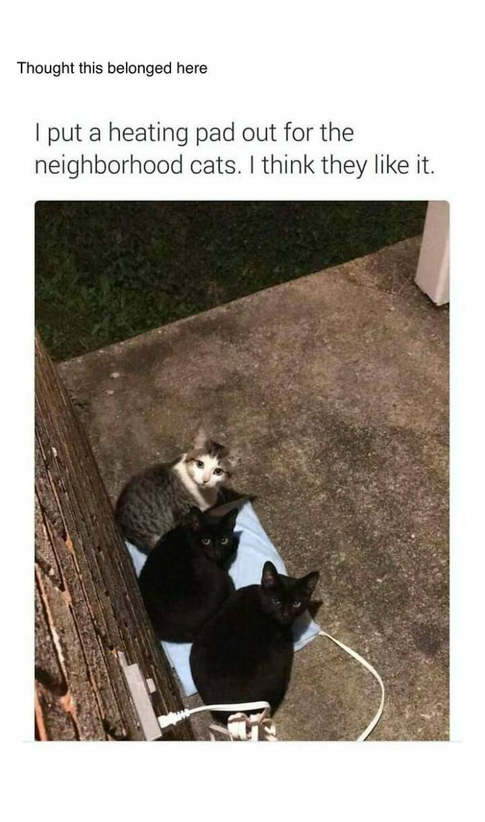 Three neighborhood cats sitting on a heating pad outside, a heartwarming post offering comfort from bad news.