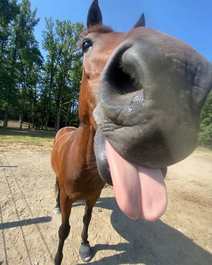 Close-up of a horse with its tongue out in a humorous chaotic animal pic outdoors with trees and dirt ground.