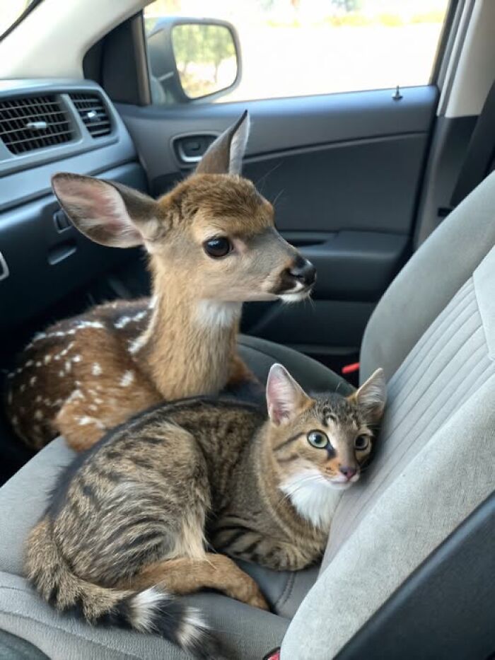 A tabby cat resting next to a young deer inside a car seat, showcasing a rare and wholesome animal friendship.