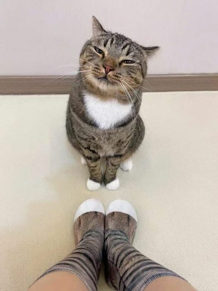 Tabby cat sitting on the floor looking up smiling, next to feet wearing socks with cat face prints adorable cat pics.