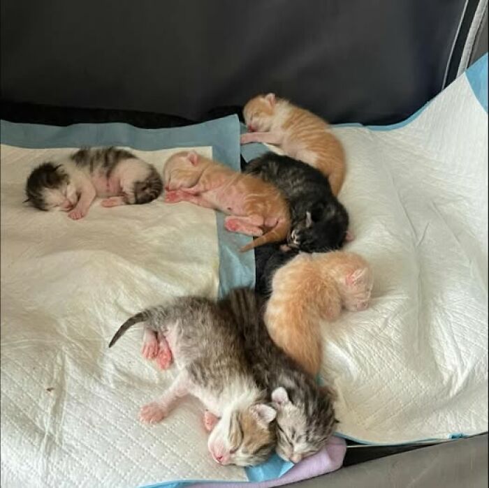 Newborn kittens sleeping closely together on a soft pad, showcasing adorable and wholesome cat moments.