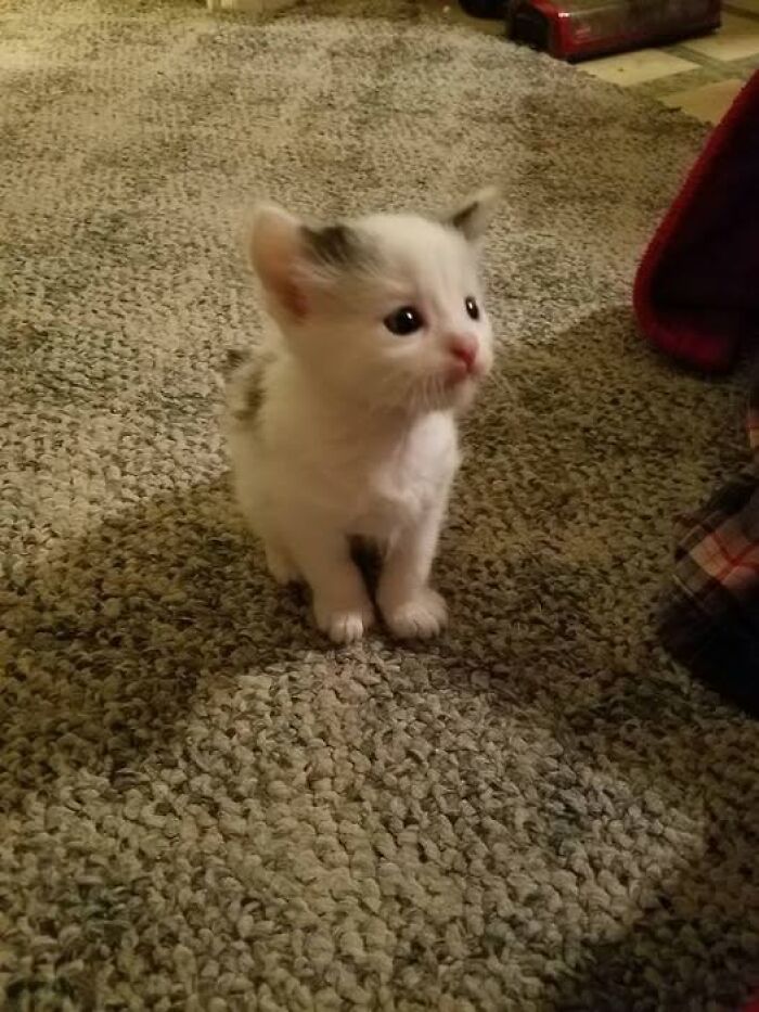 Small adorable kitten with white and gray fur sitting on a textured carpet, showcasing cute cat moments.