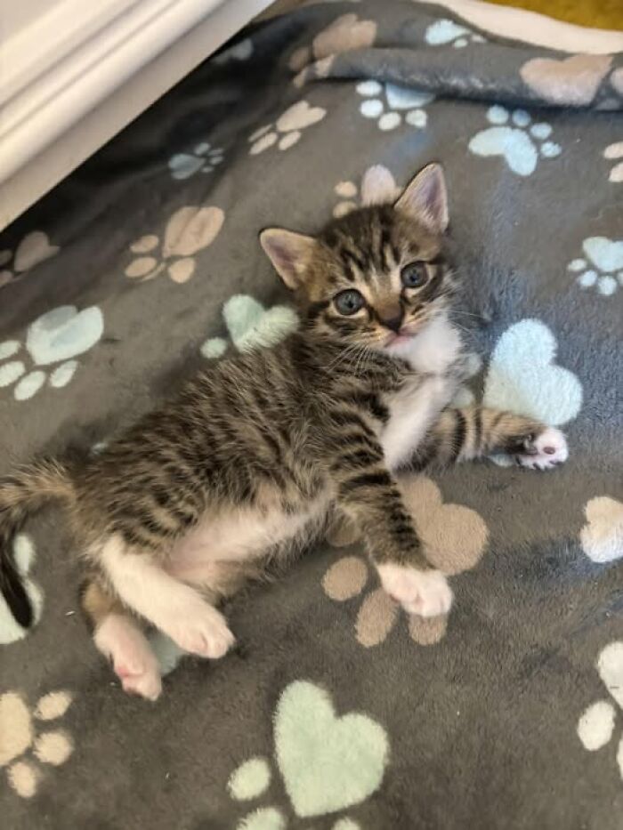 Tabby kitten lying on a paw-print and heart-patterned blanket, showcasing adorable and wholesome cat moments.