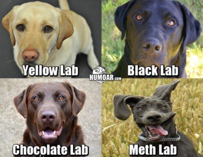 Labs Come In All Sorts