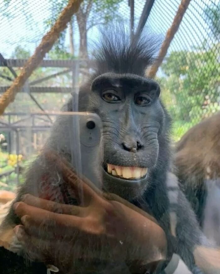 Funny chaotic animal pic of a monkey smiling while holding a phone for a selfie behind a glass enclosure.