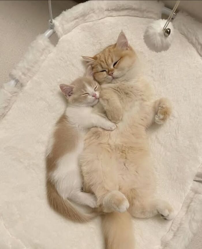 Two adorable and wholesome cats cuddling and sleeping together on a soft, fluffy white bed.
