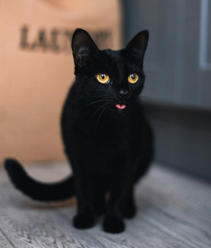Black cat with bright yellow eyes sticking out tongue indoors near box, unusual security camera moments caught on home cams.