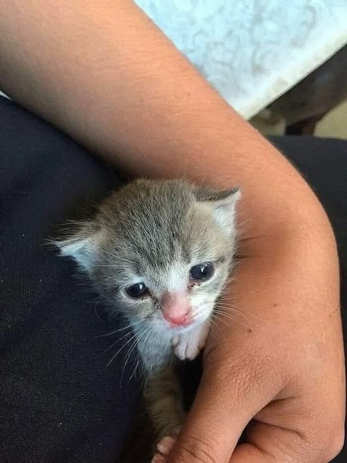 Tiny kitten with gray and white fur being gently held in a person's arm, showcasing adorable cat pics and stories.