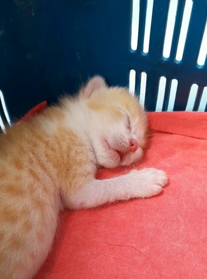 Sleeping orange and white kitten resting inside a carrier, showcasing adorable and wholesome cat moments.