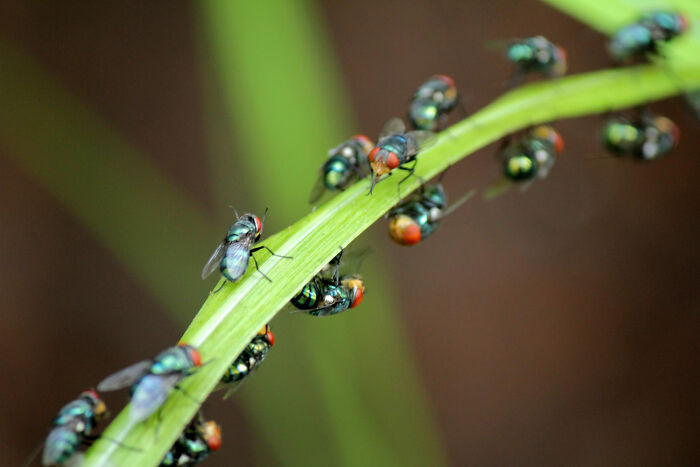 Close-up of multiple flies on a green plant stem, illustrating aspects of modern life frighteningly close to breaking down.
