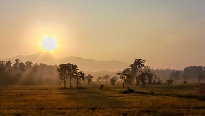 Morning Mist On The Paddy Fields, Sri Lanka