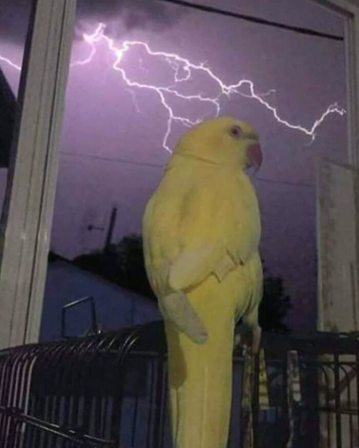 Yellow parrot perched indoors with bright lightning streaking across the night sky outside in chaotic animal pics style.