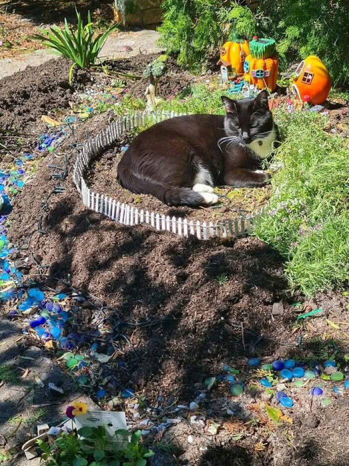 Tuxedo cat resting inside a small garden fenced area surrounded by colorful decorations in sunlight.