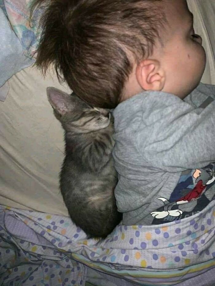 Sleeping kitten cuddling closely with a child under a blanket, showcasing adorable cat moments from important animal images.
