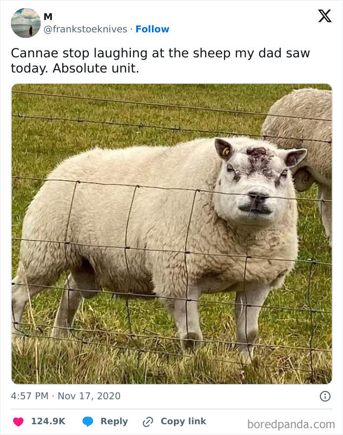 Sheep standing behind a wire fence in a grassy field, featured in chaotic British memes from the U.K.