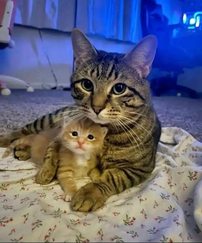 Adult tabby cat cuddling an adorable orange kitten on a floral blanket, showcasing wholesome cat pics and stories.