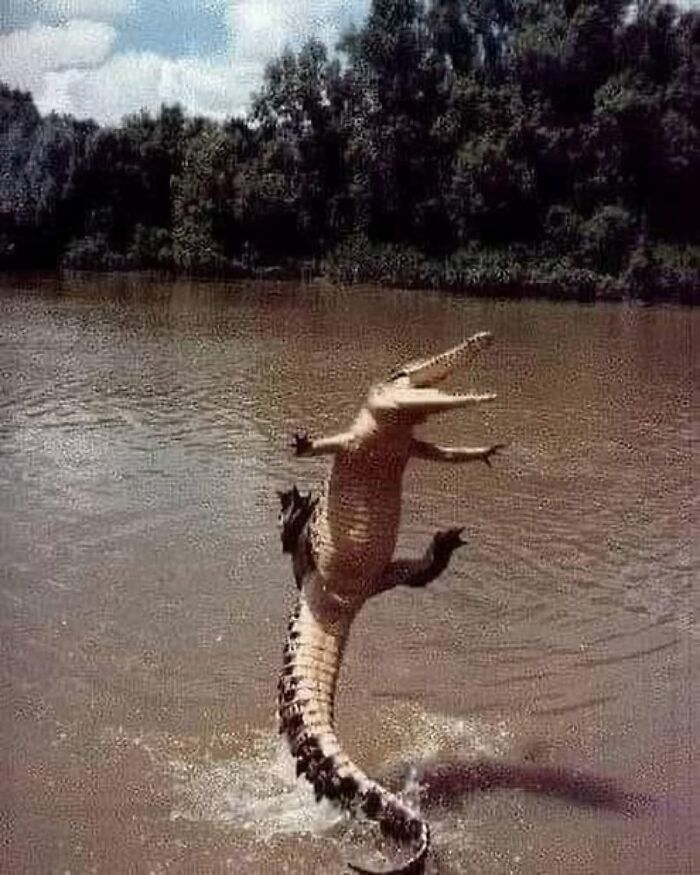Alligator mid-air leap from murky water in chaotic animal pic showing wild nature action and energy outdoors.