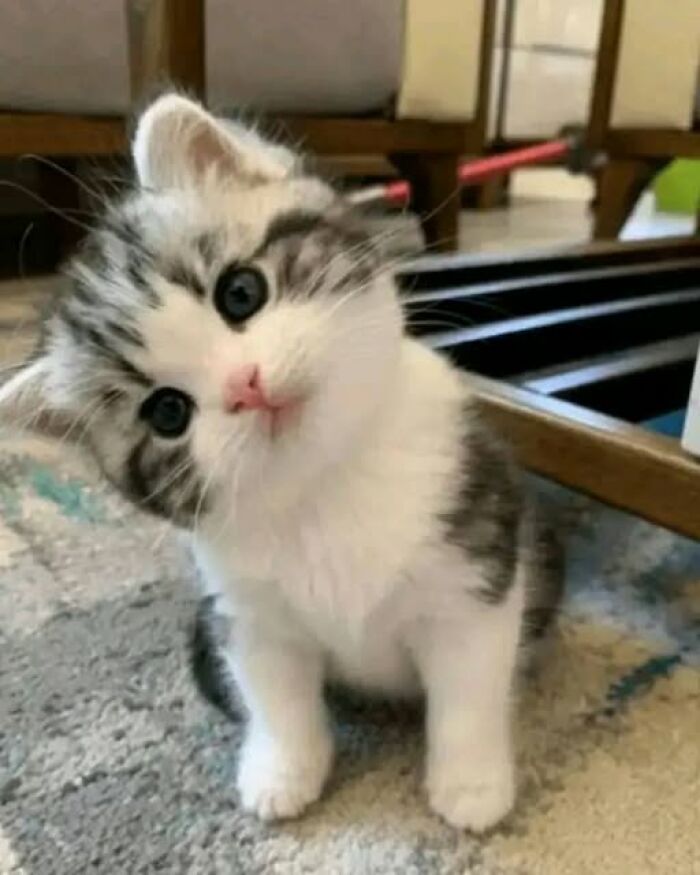 Adorable kitten with fluffy fur and blue eyes tilting its head, sitting on a carpet in a cozy home setting.