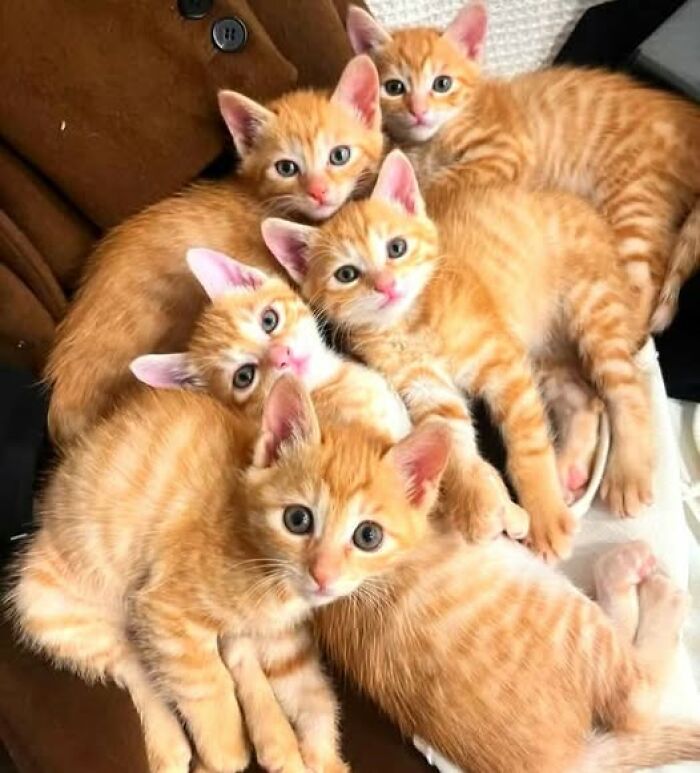 Five adorable orange kittens cuddling together, showcasing adorable and wholesome cat pics with charming expressions.
