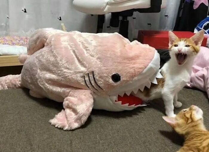 Cat playfully inside a large plush shark toy while another cat watches, showcasing hilariously chaotic animal moments.