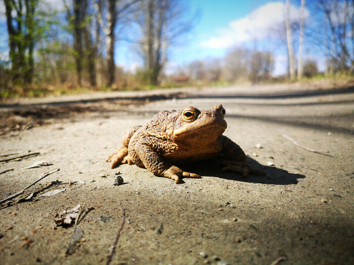 Close-up of a toad on a forest path representing chilling true stories about the scariest sounds heard at night.