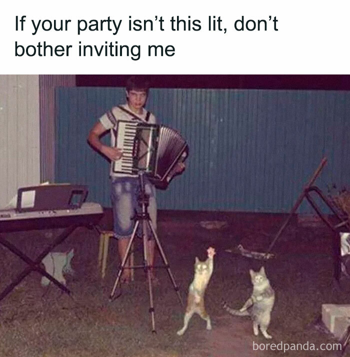 Young man playing accordion outside with two dancing cats, funny introvert-worthy meme about party vibes and social mood.