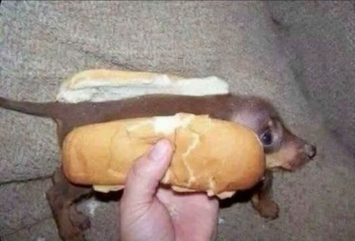 Tiny dog sandwiched inside a bun, creating a hilariously chaotic animal pic that captures playful and unexpected moments.