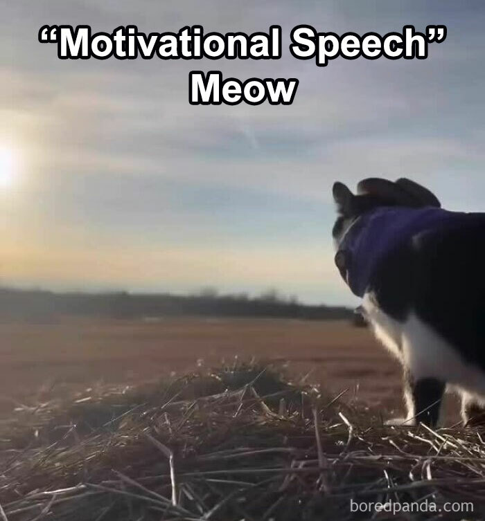 Cat wearing a jacket standing on hay bale at sunset with funny text, a random meme bringing laughter and unfiltered fun.