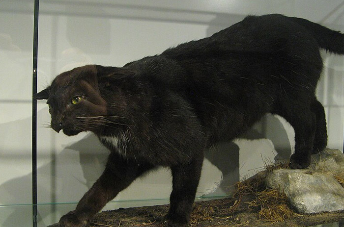 Taxidermy black cat on display, illustrating unusual sights professionals who work in other people’s homes encountered.