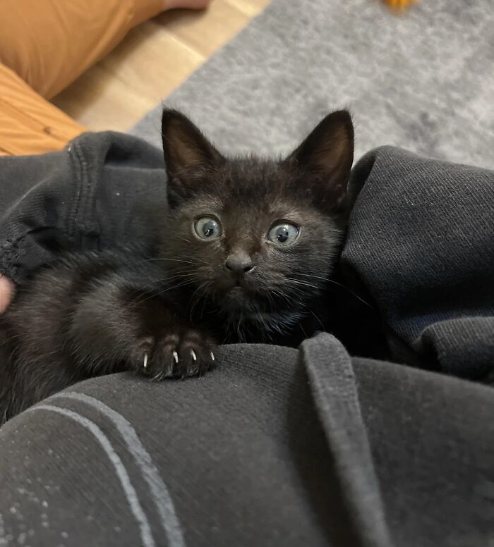 Black kitten with wide eyes cuddling in a cozy dark hoodie, an adorable cat pic capturing a wholesome moment.
