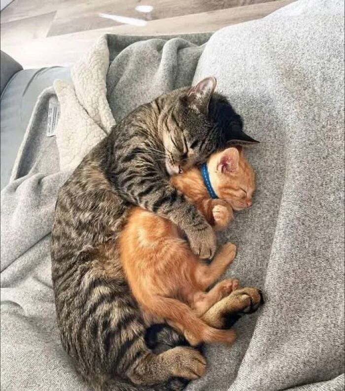 Two adorable cats cuddling closely together on a soft blanket in a heartwarming cat pic.