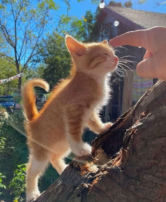 Adorable orange and white kitten climbing tree and touching a person's finger outdoors on a sunny day, cat pics and stories.