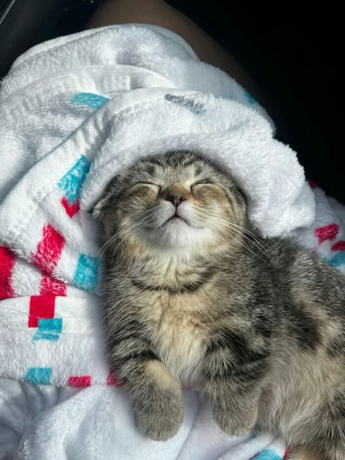 Smiling tabby kitten wrapped in a cozy white blanket with colorful patterns, looking adorable and relaxed.