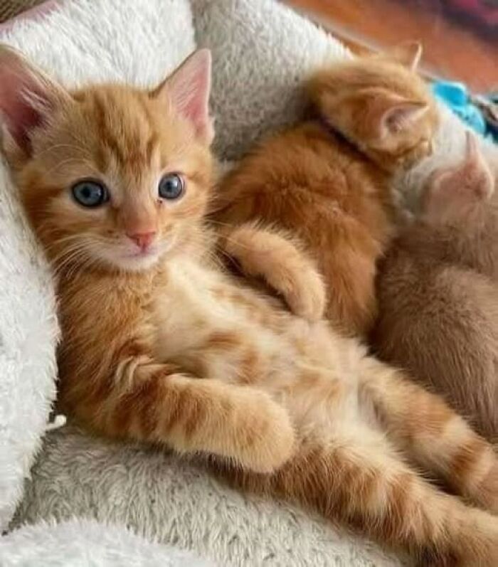 Orange tabby kittens resting cozily on a soft blanket in a heartwarming cat pics moment.