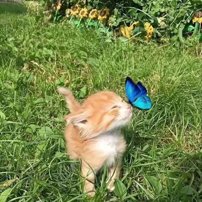 Orange kitten gently smelling a bright blue butterfly in a grassy garden, showcasing adorable and wholesome cat pics.