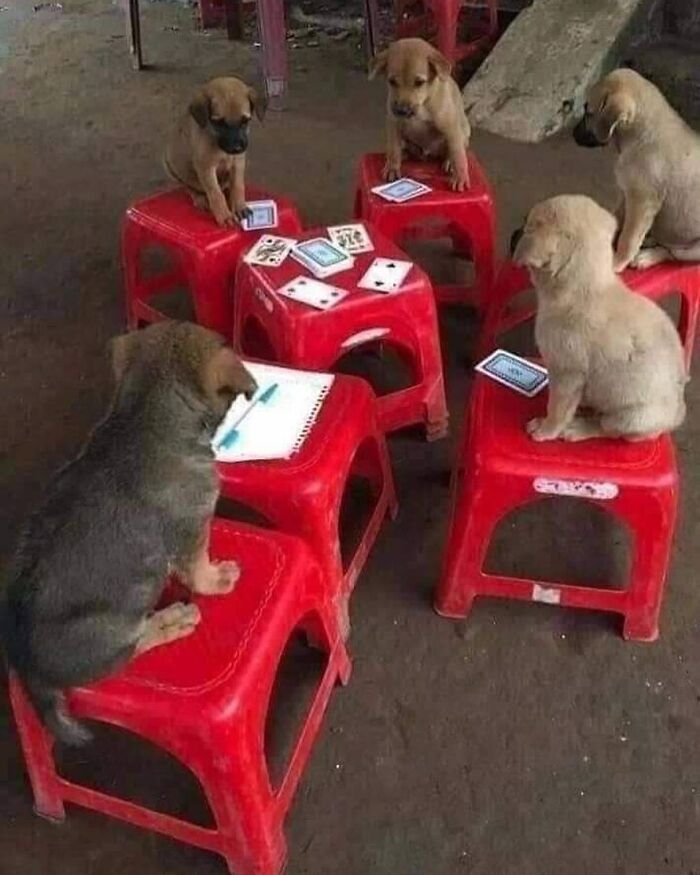 Five puppies sitting on red stools around a small table with playing cards, creating a hilariously chaotic animal scene.