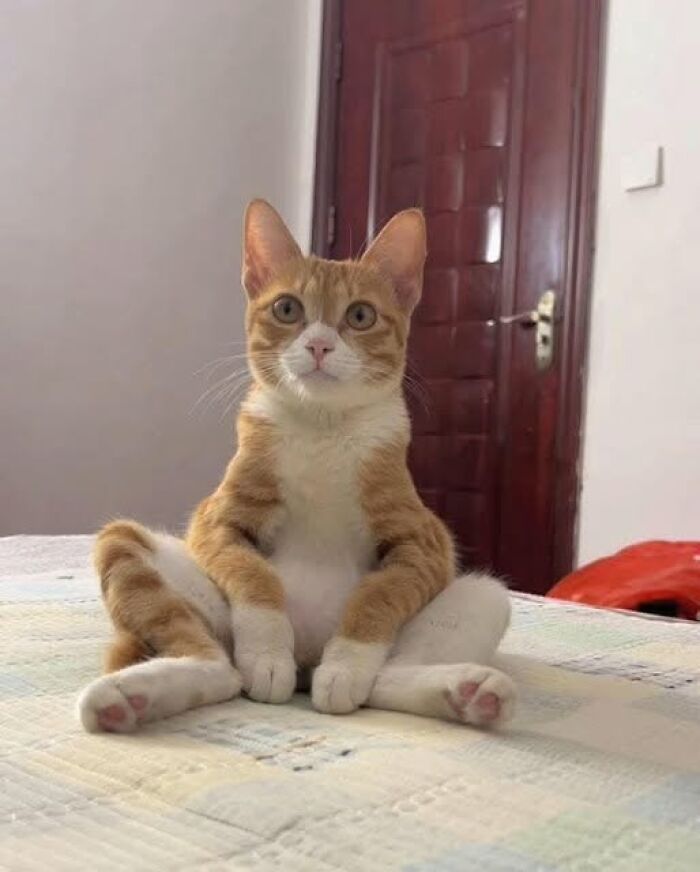 Orange and white cat sitting upright on bed looking directly at camera in a cozy indoor setting with a wooden door behind.