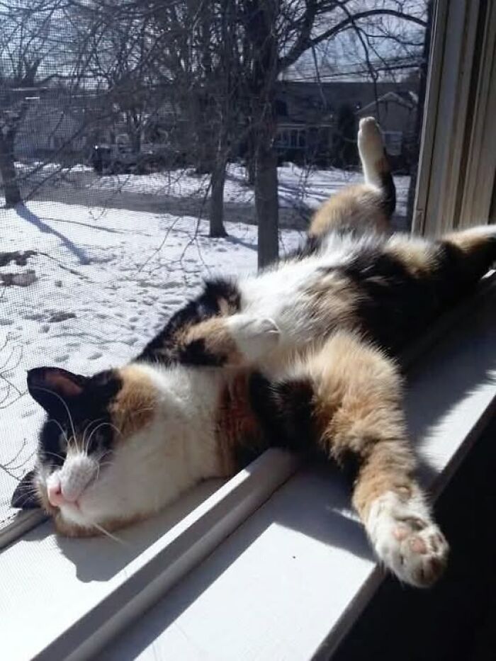 Calico cat lounging on a sunny windowsill with a snowy backyard, showcasing adorable and wholesome cat moments.
