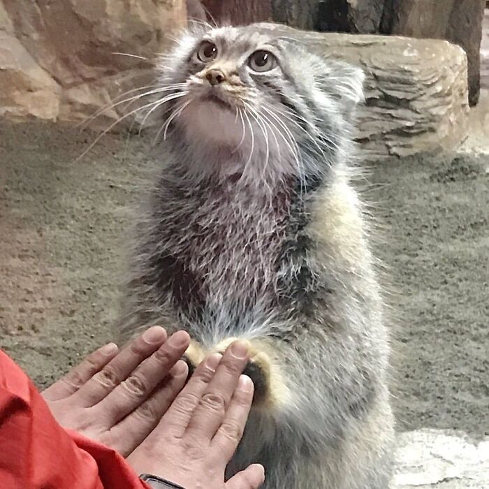 Playful chaotic animal picture of a fluffy wild animal standing on hind legs with human hands reaching out to it.