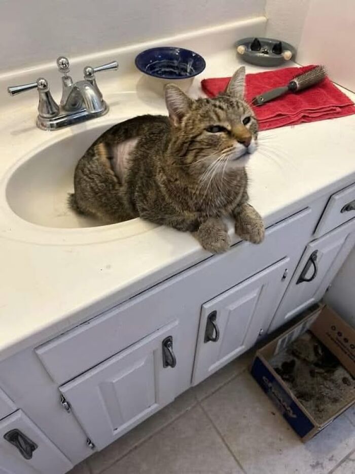 Tabby cat resting comfortably in a bathroom sink, showing adorable and wholesome cat moments on a white countertop.