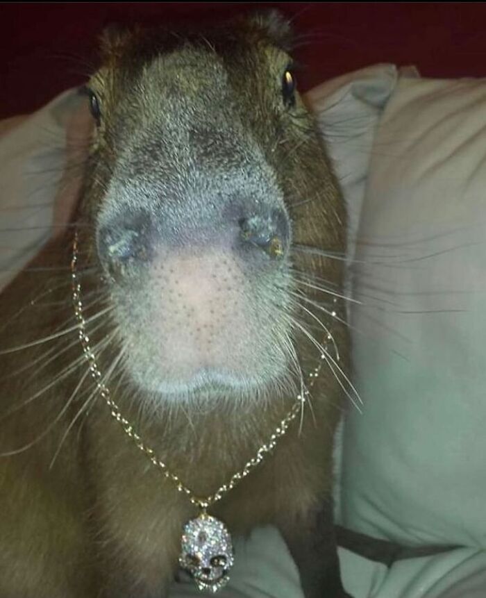 Capybara wearing a skull necklace with a close-up of its face in a hilariously chaotic animal pic.