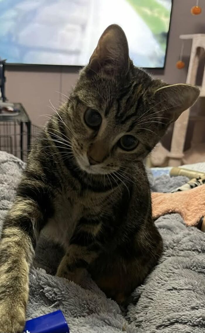 Tabby cat with large eyes resting on a soft blanket, showcasing adorable and wholesome cat moments indoors.