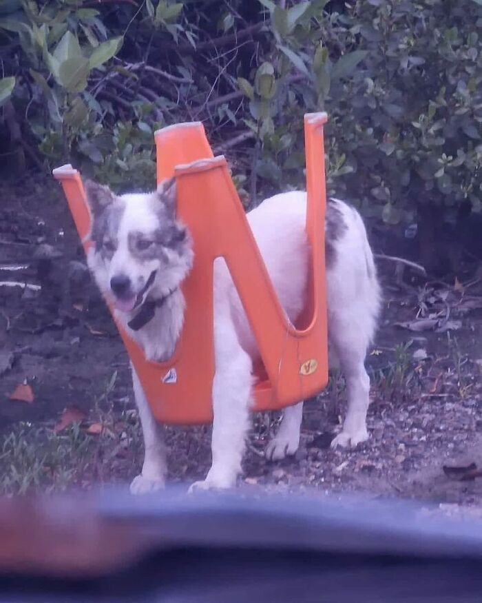 Dog stuck inside an orange plastic chair outdoors, showcasing a hilariously chaotic animal moment.