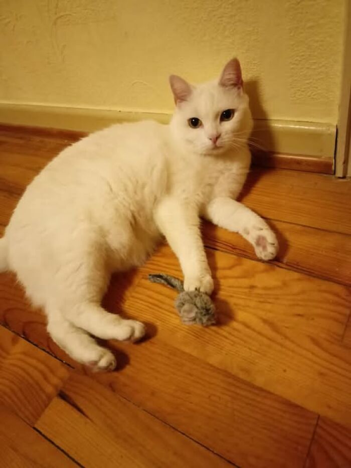 White cat lying on wooden floor playing with a small toy mouse in adorable and wholesome cat pics.